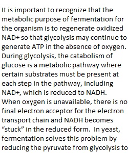 Fermentation Lab